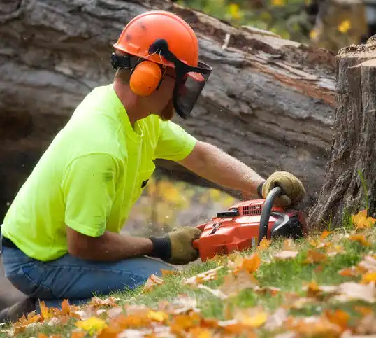 tree services Martin